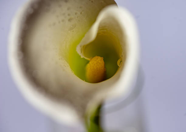 Beautiful white Giant Calla Lily flowers in the garden. Perfect natural background. High quality photo