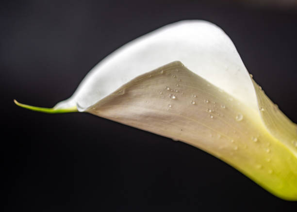 white calla flower on a dark background, close-up view, macro
