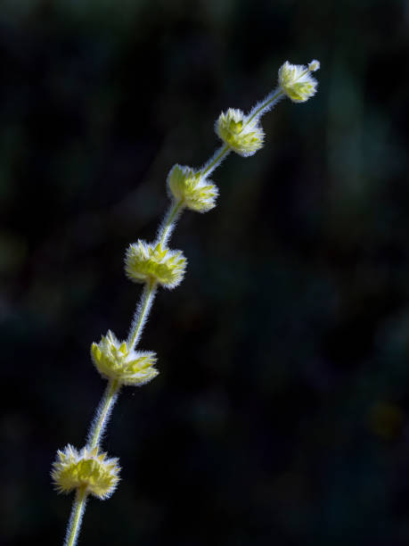 istock Wild dried flower stem 2161202635