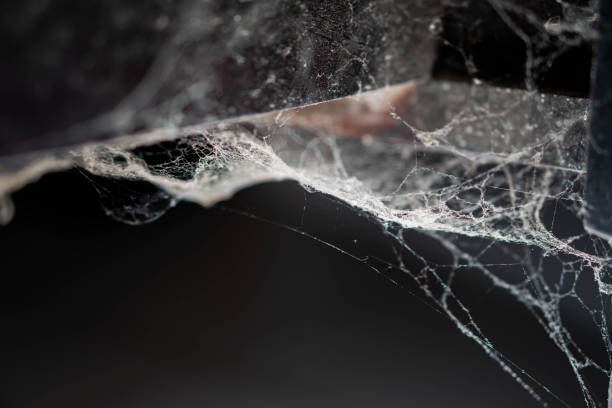 Close-up of a spider web with intricate details and delicate threads, set against a dark, blurred background.