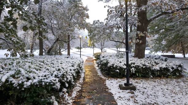 Snow-covered park pathway with trees and a lamppost on a winter morning