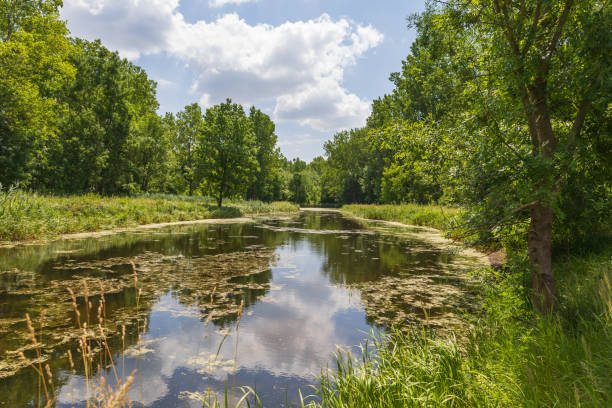 Spring landscape in floodplain forest. The trees were reflected in the water.