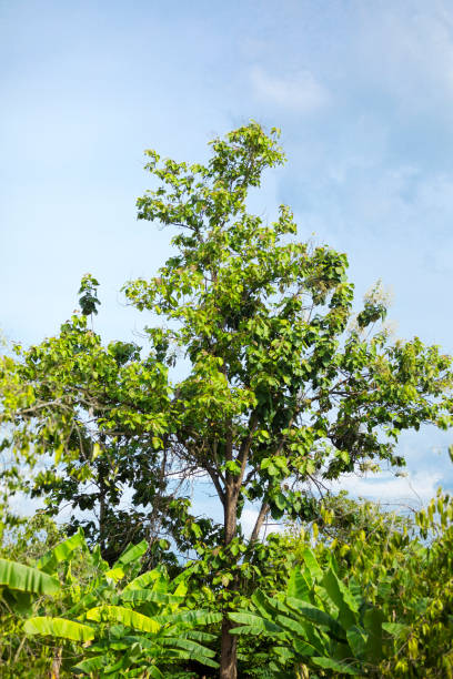 istock Tropical tree reaching into sky behind banana plantation 2161204505