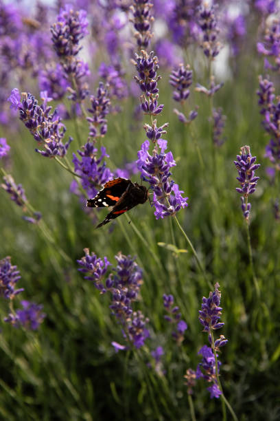 Butterfly on lavender flowers in a lavender field. Ontario, Canada.