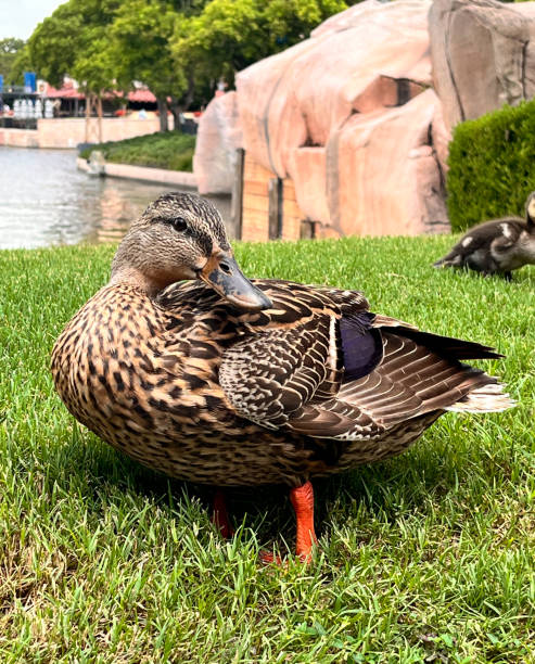 istock Mallard duck (Anas platyrhynchos) on the grass. Domestic animals 2161207172