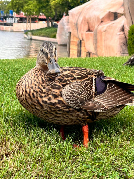 istock Mallard duck (Anas platyrhynchos) on the grass. Domestic animals 2161207174