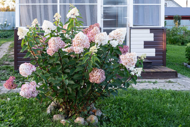 istock Blooming Hydrangea in Garden. The background features a house. 2161208398