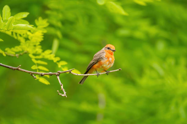 Male Vermilion flycatcher perching with vivid green leaves background.