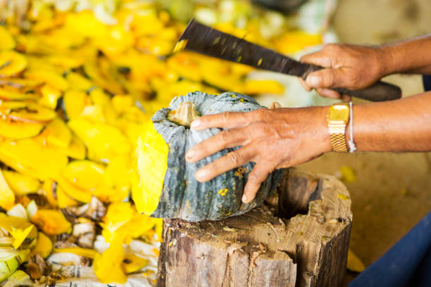 istock Mature thai farmer is cutting pumpkin 2161211402