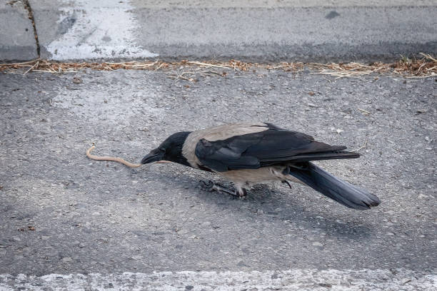 istock A Gray Crow Hunting a Snake 2161211632