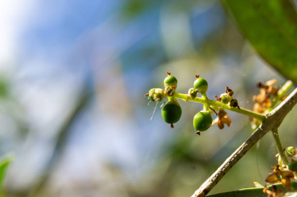 Olive Sprouts: The Beginning of a New Harvest.