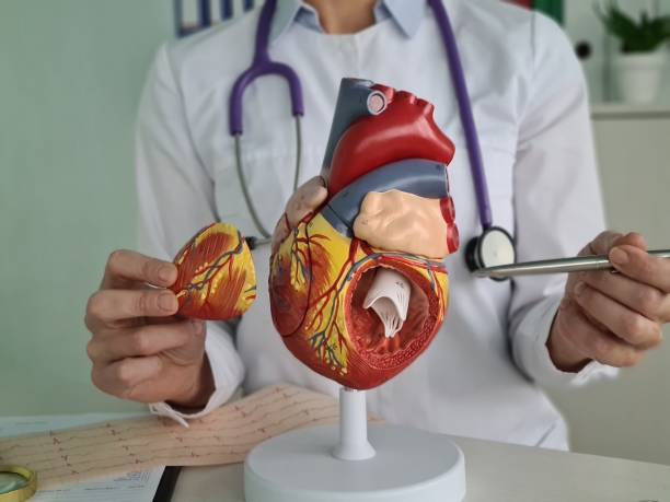 istock Doctor Holding Anatomical Heart Model 2161214207