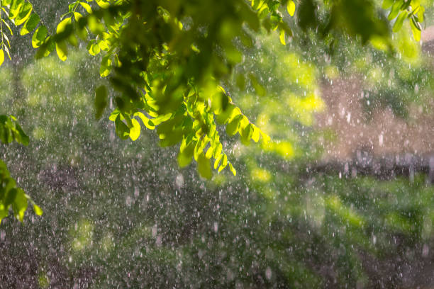 Abstract blurred green color nature outdoor background at spring and summer season with sunlight effect and strong real rain.