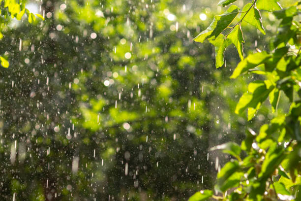 istock Tree branch with green foliage and heavy rain in the sunlight 2161214503