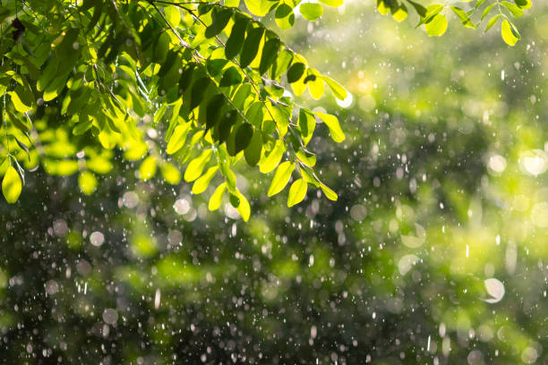 Abstract blurred green color nature outdoor background at spring and summer season with sunlight effect and strong real rain.