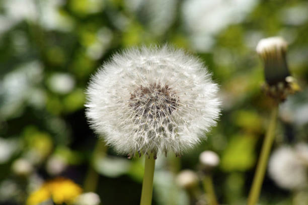 The seed 'clocks' of the common dandelion can carpet a grassland in fluffy, white pillows straight after the bright yellow, gaudy flowers have coloured it gold. Common dandelions grow in all kinds of grasslands from lawns to roadside verges, pastures to traditional meadows, and can be a weed.