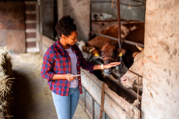 istock Female worker on a cow dairy farm working on a laptop computer 2161216081