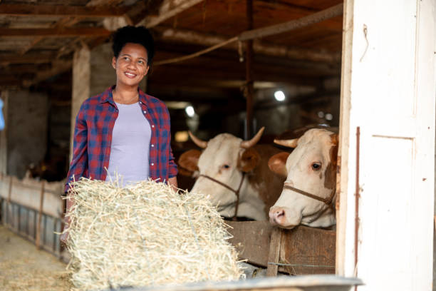 istock Daily job at ranch 2161216437