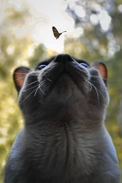 istock Cat and butterfly in the park 2161216489