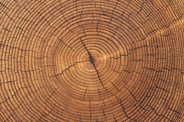 istock saw cut texture with annual rings and cracks. old tree stump as background 2161216526