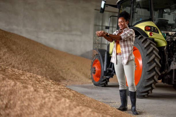 Woman In Wheat grain Warehouse Wheat grain in a hand after good harvest of successful farmer silo bag stock pictures, royalty-free photos & images