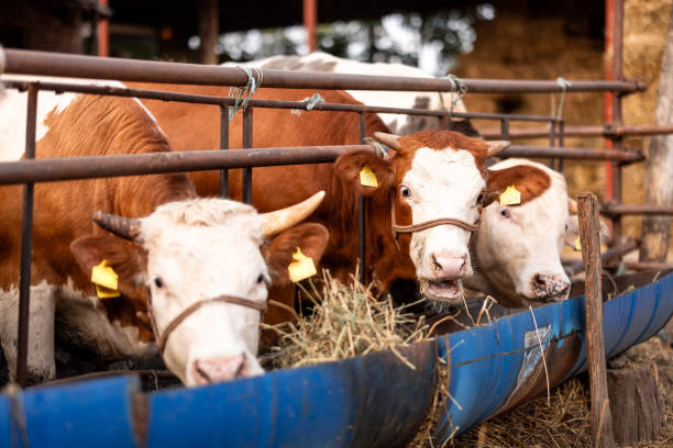 Cattle feeding on hay in a spacious, contemporary barn with wooden beams, metal poles, and ample natural light from the windows and skylights.