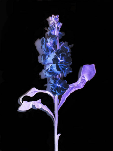 istock A single stocks flower stem given a stunning inversion 2161218263