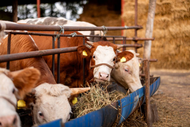 istock Cow looking to the camera at cattle farm 2161218467