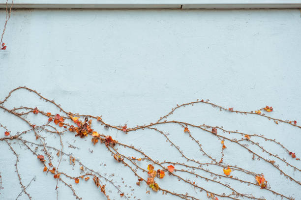 istock Dry wild grapevine branches with sparse leaves against an aged white wall 2161218846