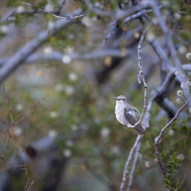 A female Anns Hummingbird perched on a limb.