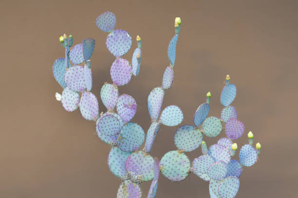istock A prickly pair cactus against a neutral background. 2161220077