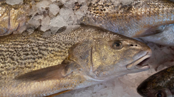 A golden croaker fish on ice Fresh fish. Closeup view of golden croaker on ice in the fish shop. raw croaker fish stock pictures, royalty-free photos & images