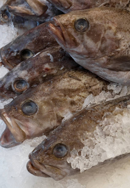 istock View of fresh sea basses on ice 2161220945