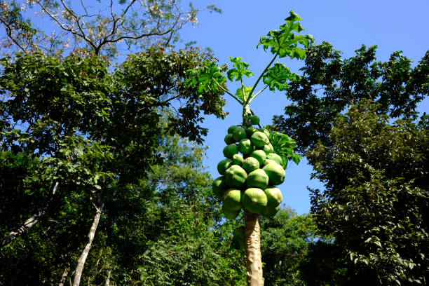 A bunch of green papaya fruits on its papaya tree
