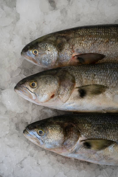 istock Three bluefishes on ice in the market 2161221802