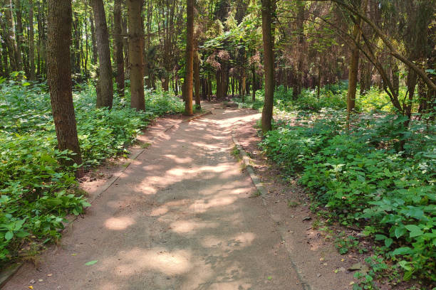 Road in the old park as nice summer background. Old Park in Ukraine.