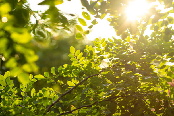 Beautiful summer morning in the back yard. Sun rays break through the foliage of green tree.