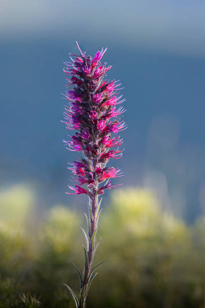Purple blazing star flower in garden.