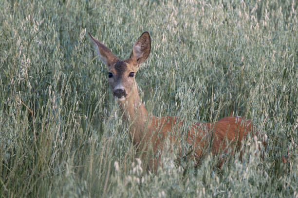 curious female roe deer in the field (Capreolus capreolus)