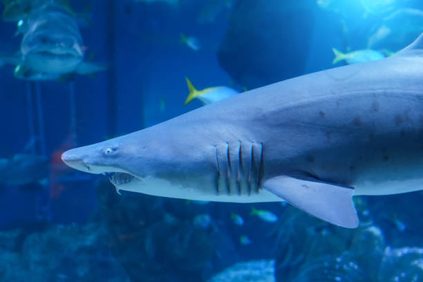 istock Scary shark with sharp teeth protruding from its mouth underwater world. 2161225698