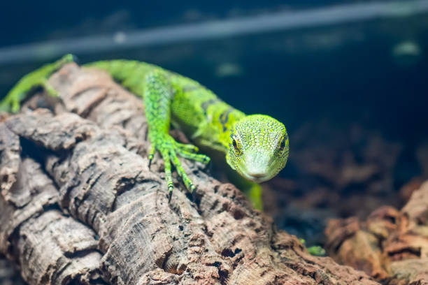 Fiji Crested Green Iguana lizard seen in the wild on black background.