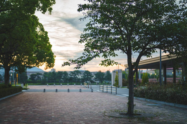 Scenery of the park at dawn