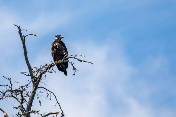 istock Bald Eagle (Haliaeetus leucocephalus) juvenile, in a blue sky background with copy space 2161226459
