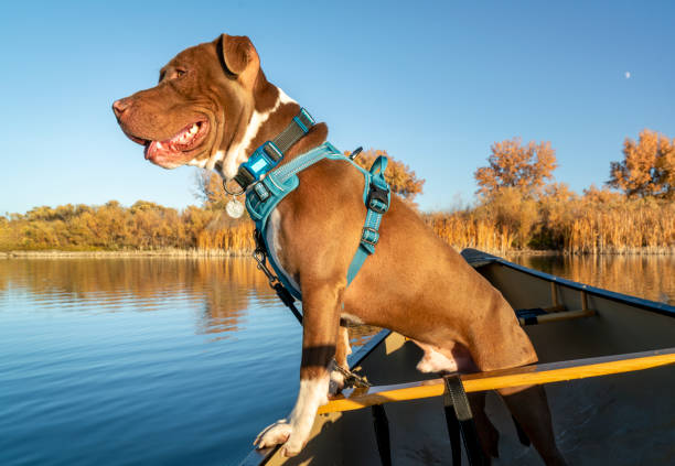 istock red canoe and pit bull terrier  watching something on the lake, fall scenery in Colorado 2161227505