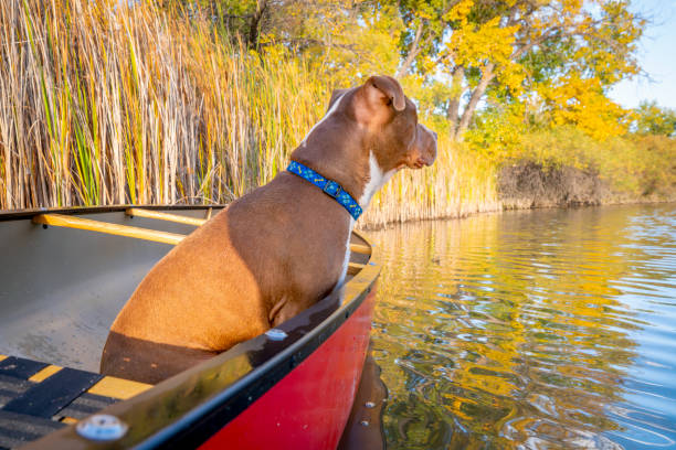 istock red canoe and pit bull terrier  watching something on the lake, fall scenery in Colorado 2161227509