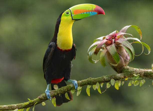 istock Keel-billed toucan beside a beautiful bromeliad plant 2161228550