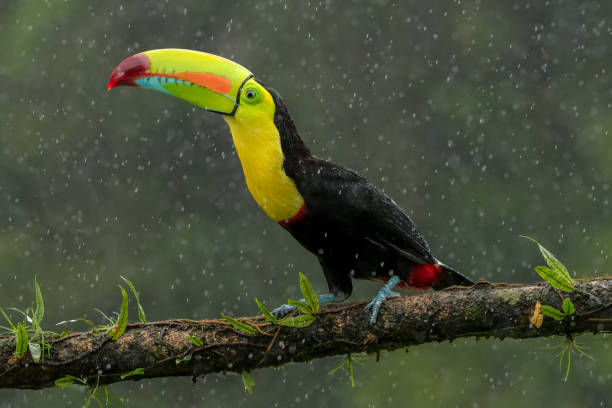 istock Keel-billed toucan happy in the rain 2161228574