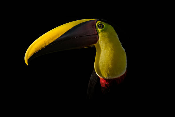 Yellow-throated toucan showing its beautiful colours and details through the dark
