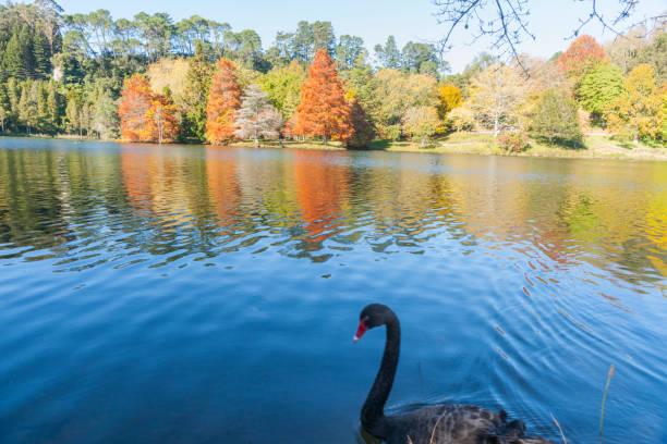 Autumn colours at McLaren Falls Park  in Tauranga.