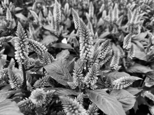 Flowers as far as the eye can see